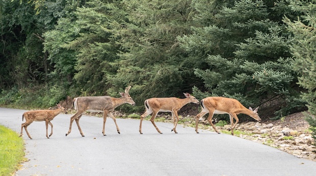 Watch out for Deer!